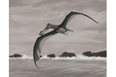 Dente fossile di Pterosauro Siroccopteryx moroccensis