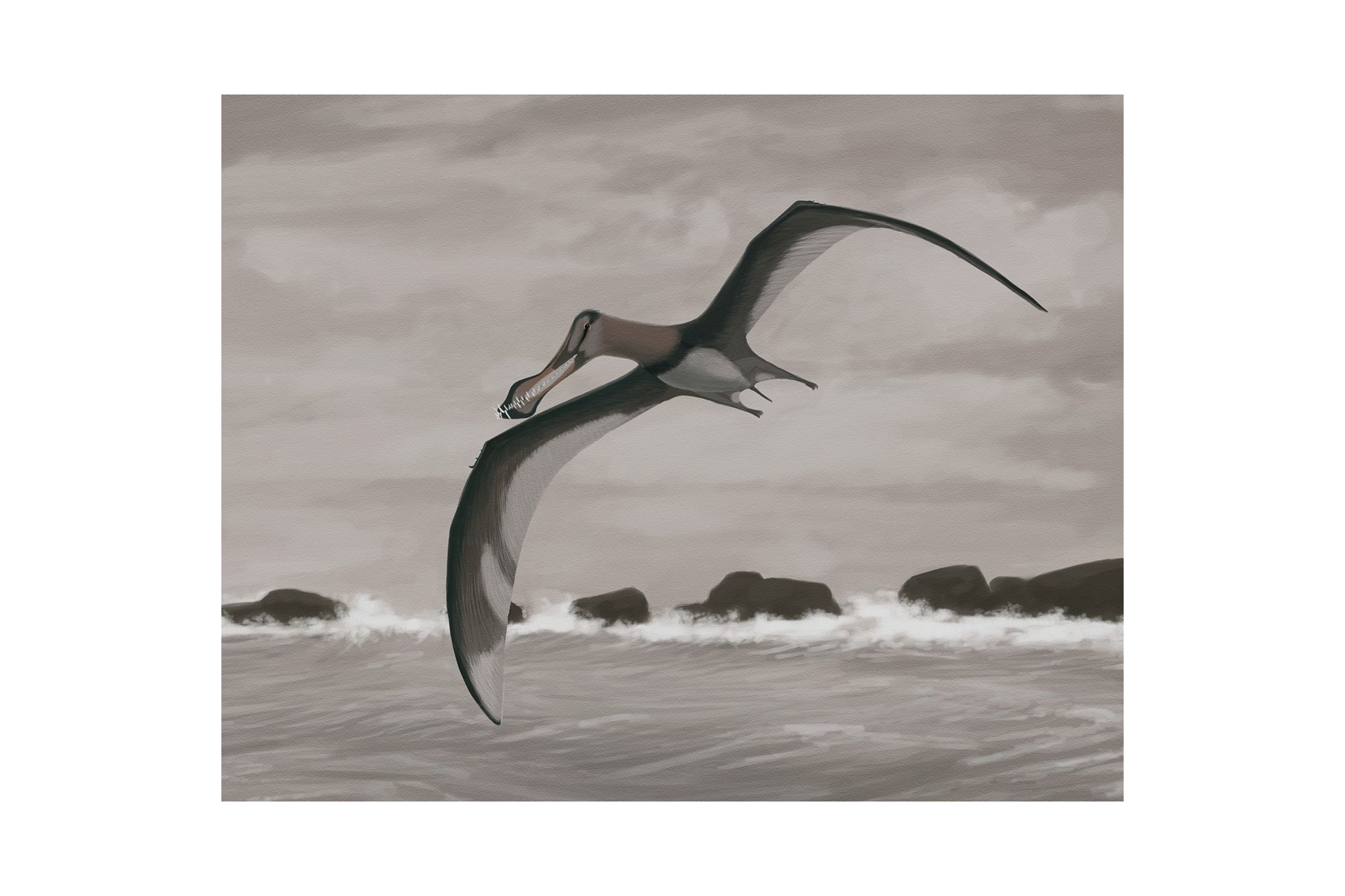 Pterosauro Siroccopteryx moroccensis Pterosauro Siroccopteryx moroccensis