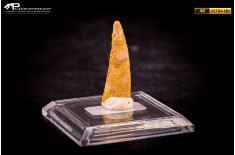 Dente fossile di Pterosauro Siroccopteryx moroccensis