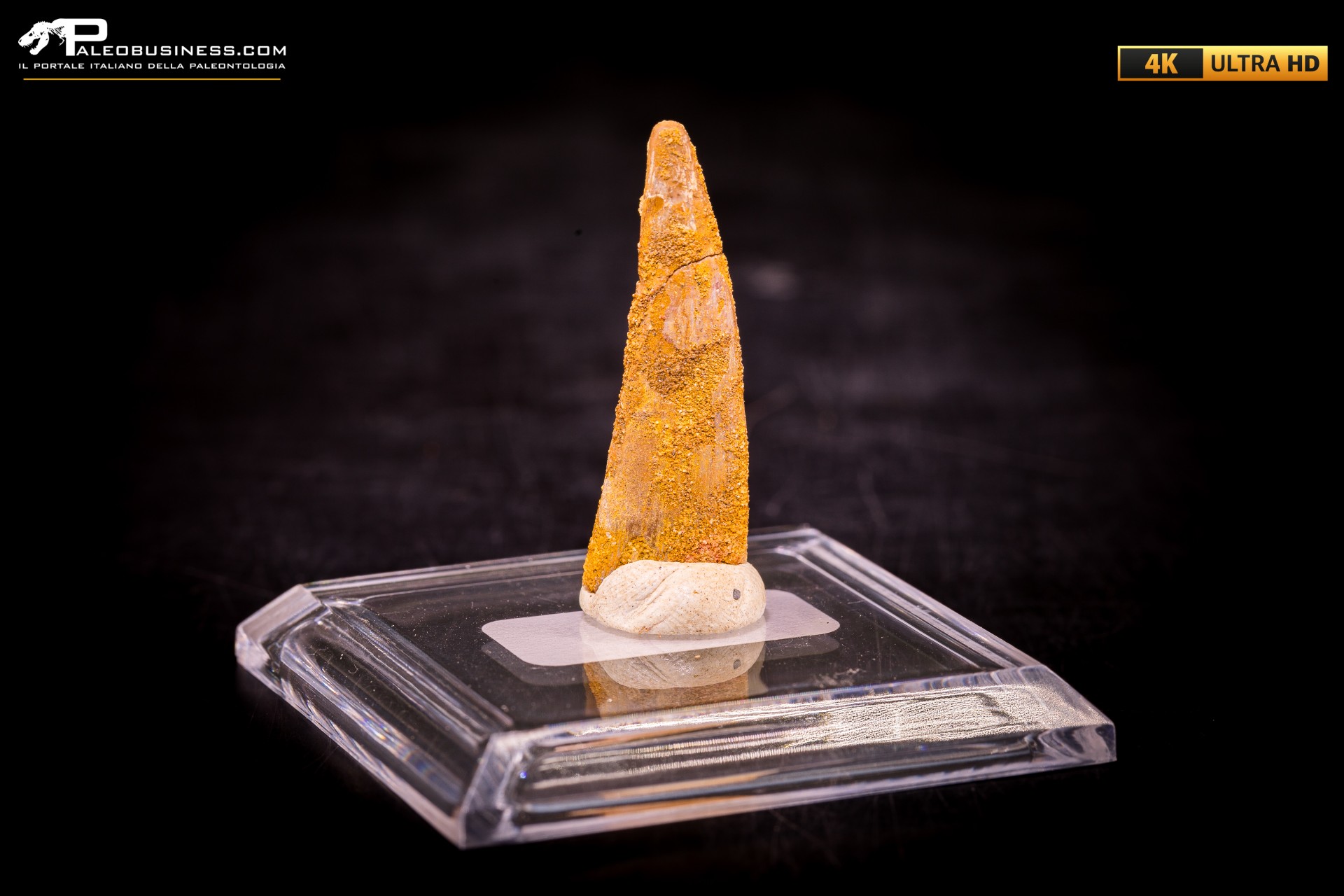 Dente fossile di Pterosauro Siroccopteryx moroccensis Dente fossile di Pterosauro Siroccopteryx moroccensis
