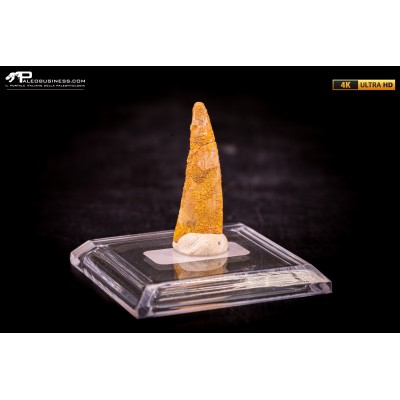Dente fossile di Pterosauro Siroccopteryx moroccensis