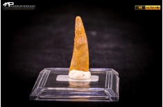 Dente fossile di Pterosauro Siroccopteryx moroccensis