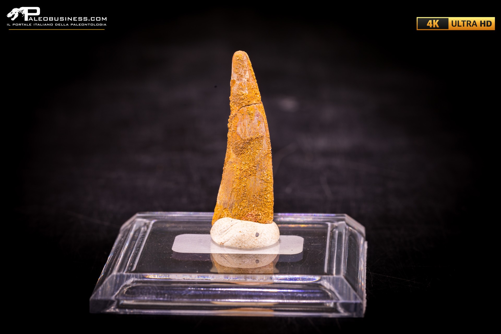 Dente fossile di Pterosauro Siroccopteryx moroccensis Dente fossile di Pterosauro Siroccopteryx moroccensis