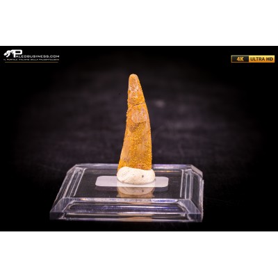 Dente fossile di Pterosauro Siroccopteryx moroccensis