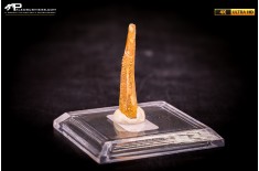 Dente fossile di Pterosauro Siroccopteryx moroccensis