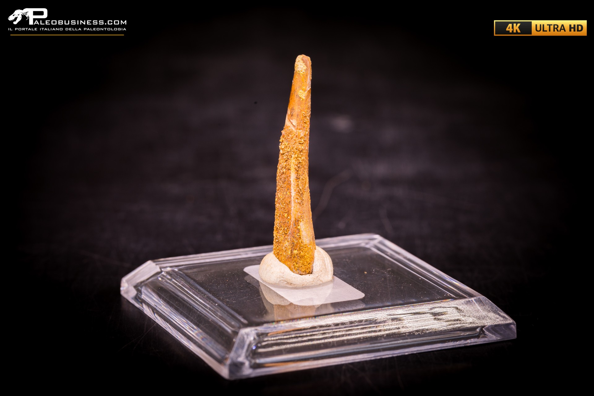 Dente fossile di Pterosauro Siroccopteryx moroccensis Dente fossile di Pterosauro Siroccopteryx moroccensis