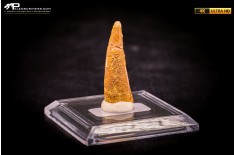 Dente fossile di Pterosauro Siroccopteryx moroccensis