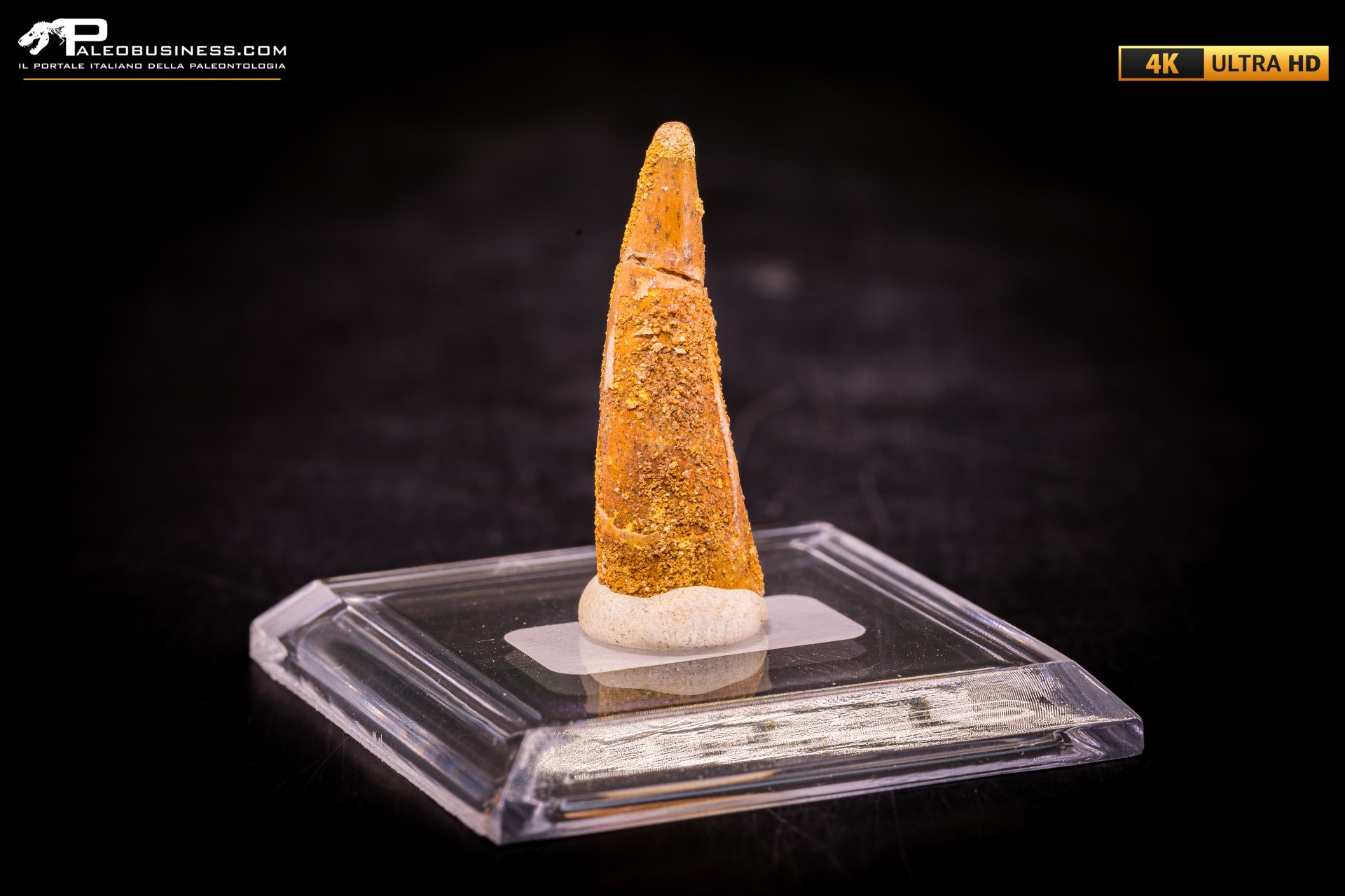 Dente fossile di Pterosauro Siroccopteryx moroccensis Dente fossile di Pterosauro Siroccopteryx moroccensis