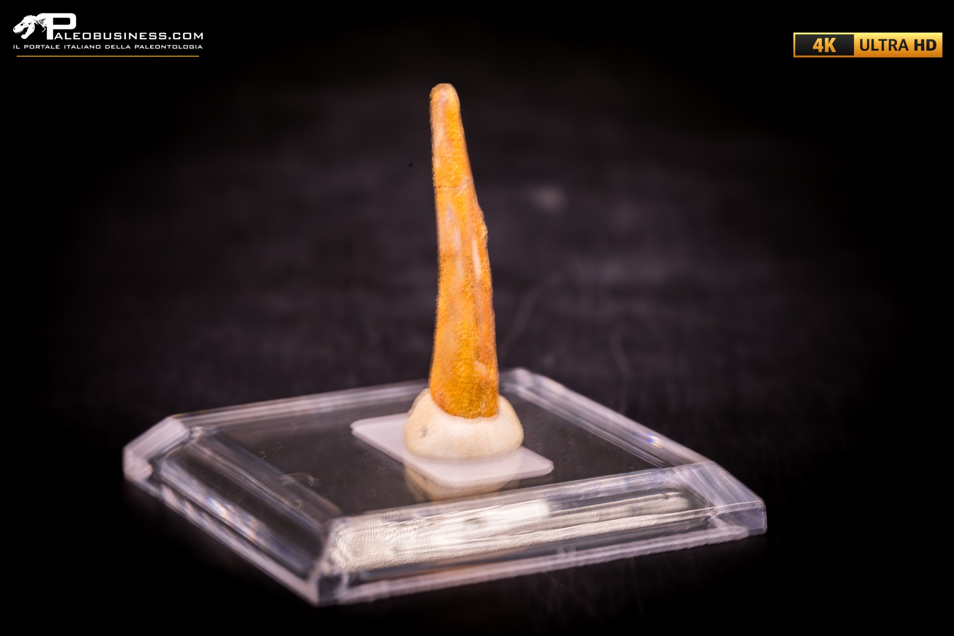Dente fossile di Pterosauro Siroccopteryx moroccensis Dente fossile di Pterosauro Siroccopteryx moroccensis