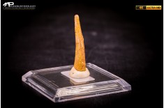 Dente fossile di Pterosauro Siroccopteryx moroccensis