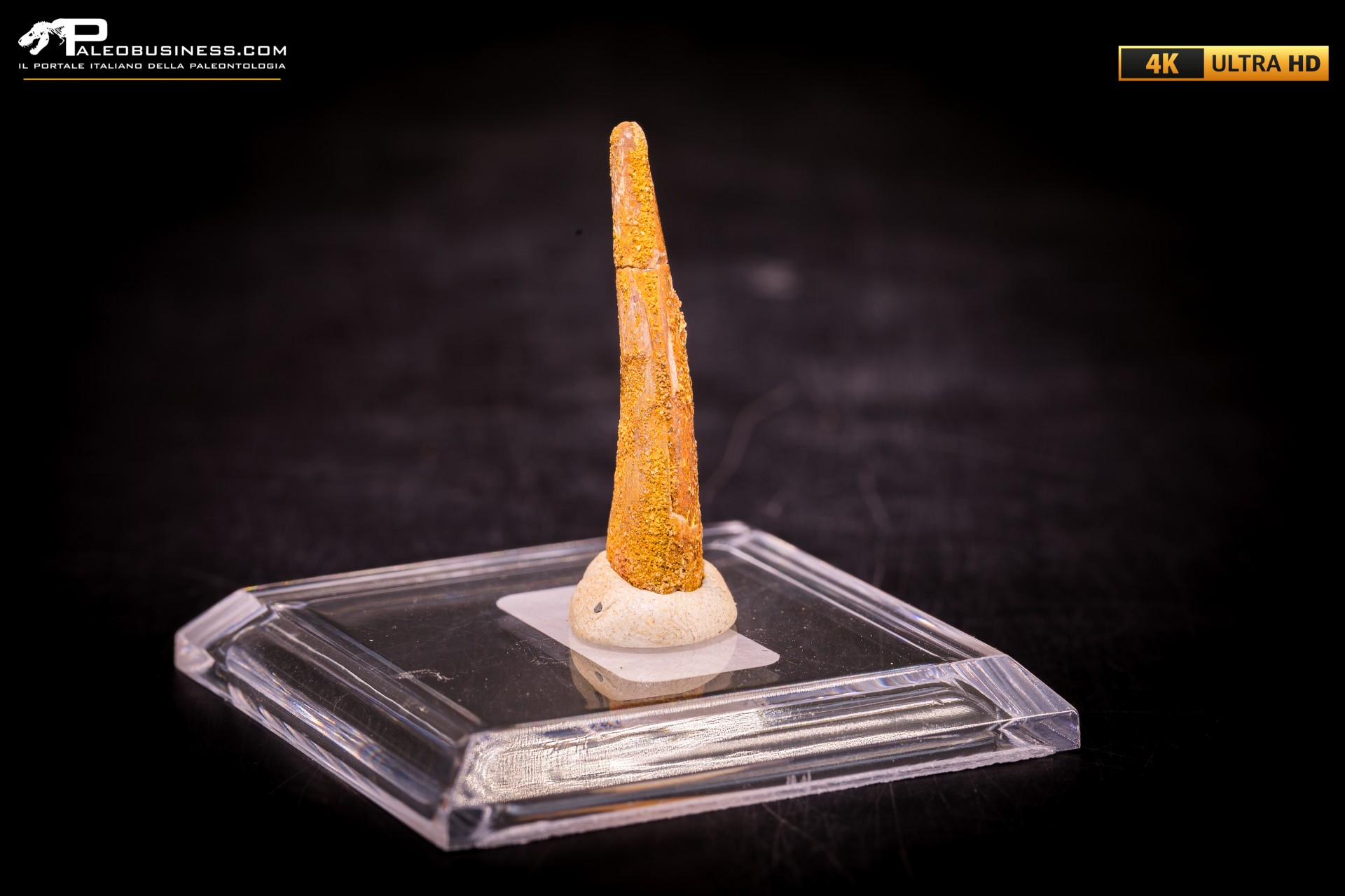 Dente fossile di Pterosauro Siroccopteryx moroccensis Dente fossile di Pterosauro Siroccopteryx moroccensis
