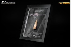Dente fossile di Spinosaurus aegyptiacus  in cornice