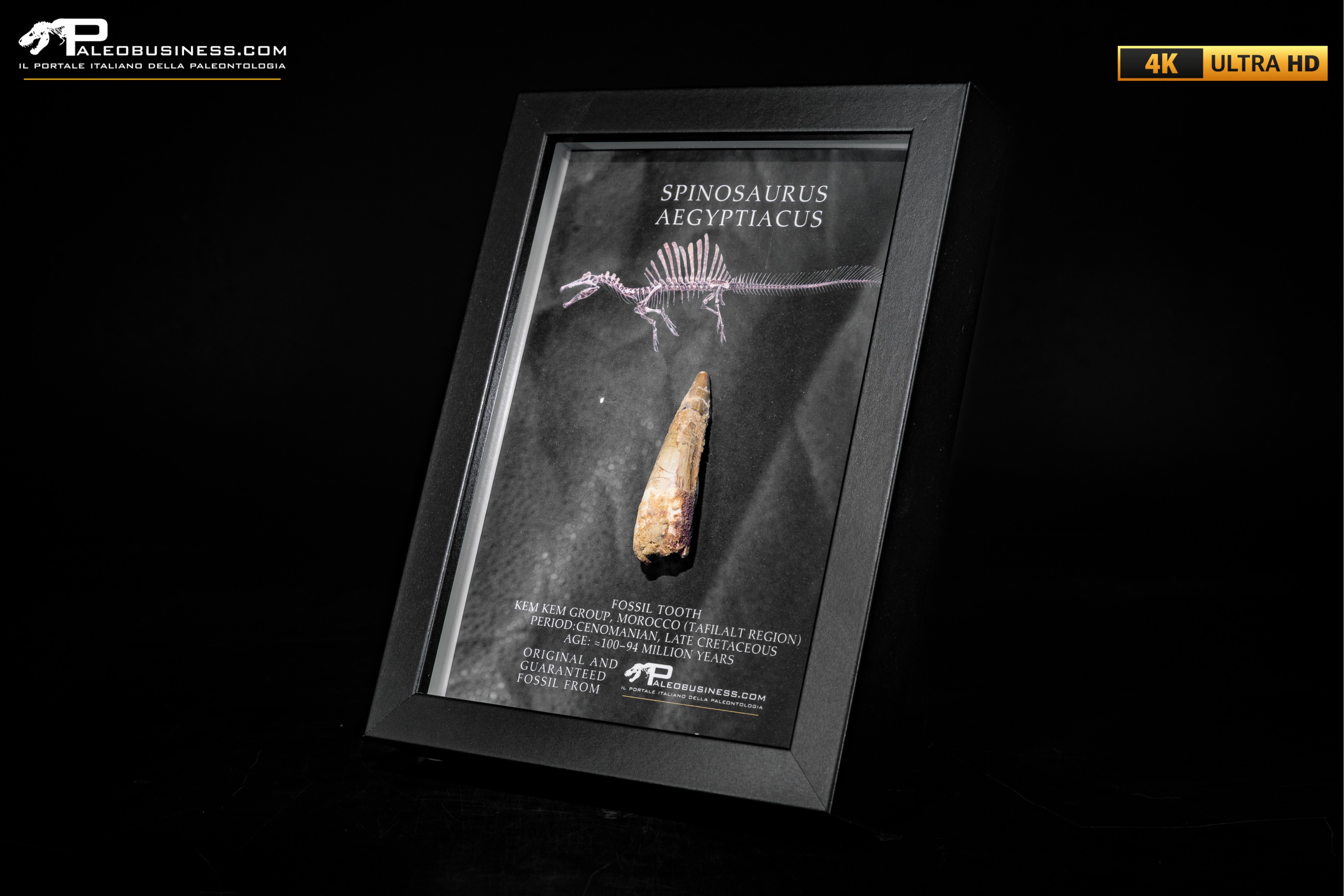 Dente fossile di Spinosaurus aegyptiacus  in cornice