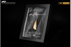Dente fossile di Spinosaurus aegyptiacus  in cornice