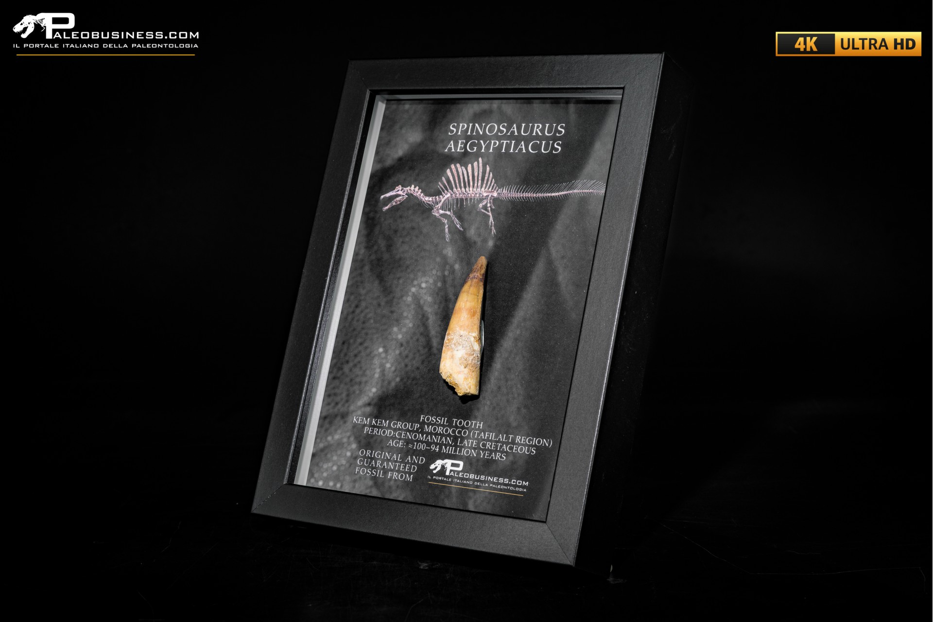 Dente fossile di Spinosaurus aegyptiacus in cornice Dente fossile di Spinosaurus aegyptiacus in cornice