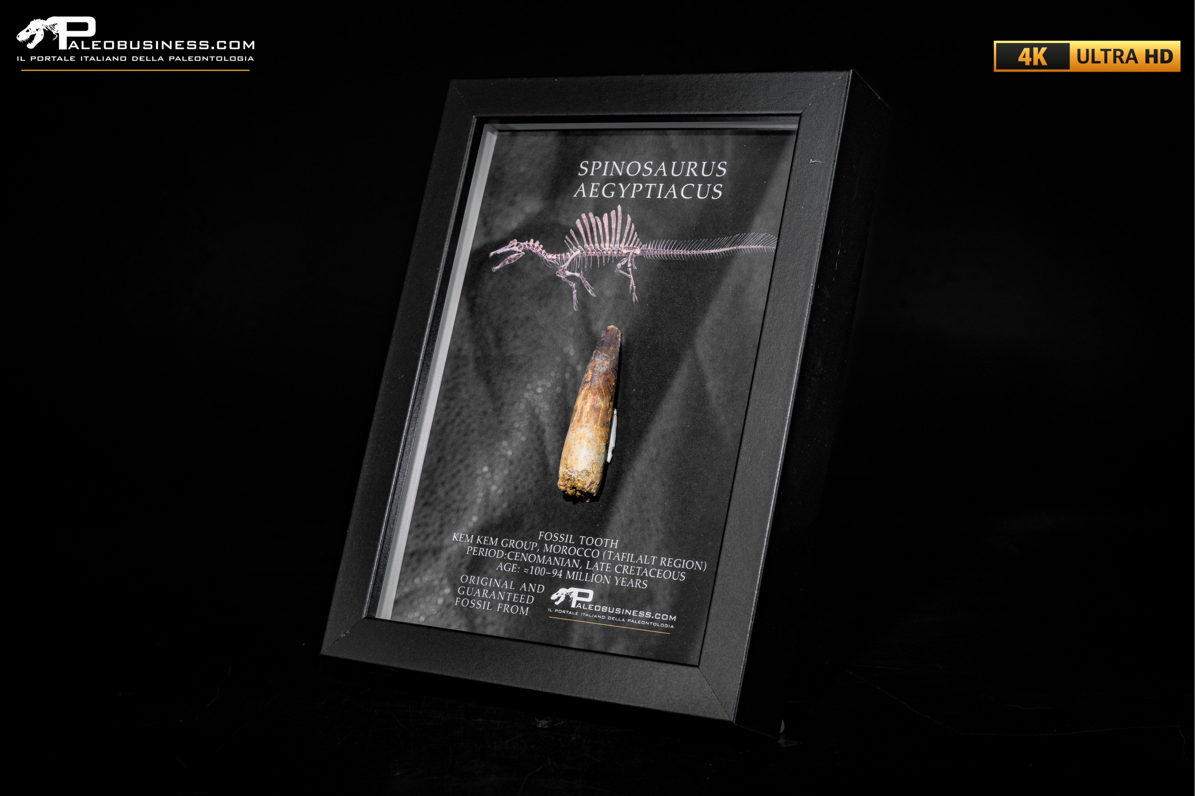 Dente fossile di Spinosaurus aegyptiacus  in cornice