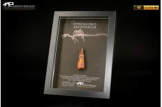 Dente fossile di Spinosaurus aegyptiacus  in cornice