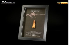 Dente fossile di Spinosaurus aegyptiacus  in cornice