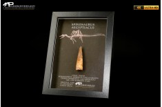 Dente fossile di Spinosaurus aegyptiacus  in cornice