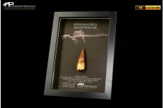 Dente fossile di Spinosaurus aegyptiacus  in cornice