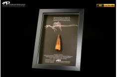 Dente fossile di Spinosaurus aegyptiacus  in cornice