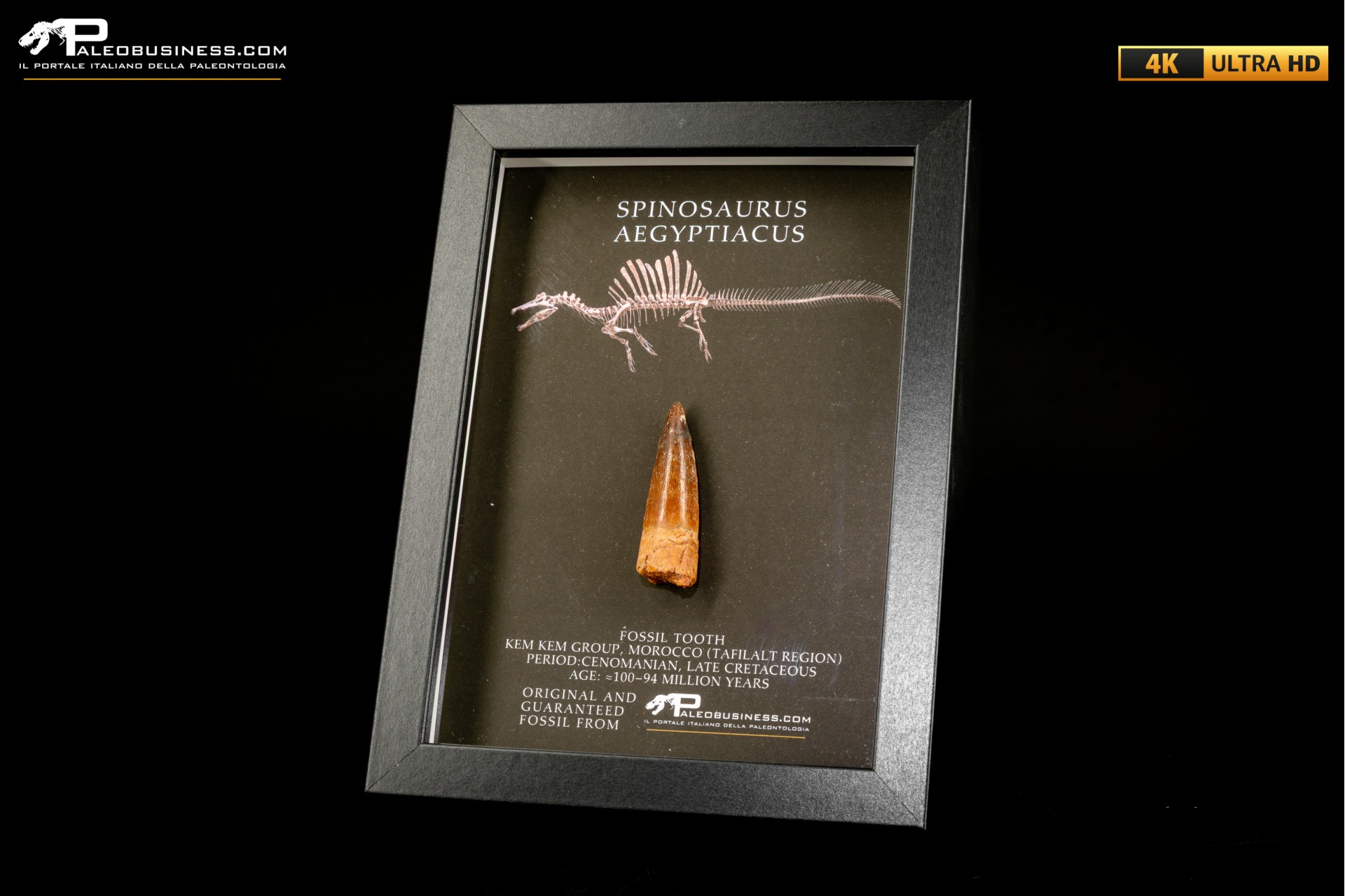 Dente fossile di Spinosaurus aegyptiacus in cornice Dente fossile di Spinosaurus aegyptiacus in cornice