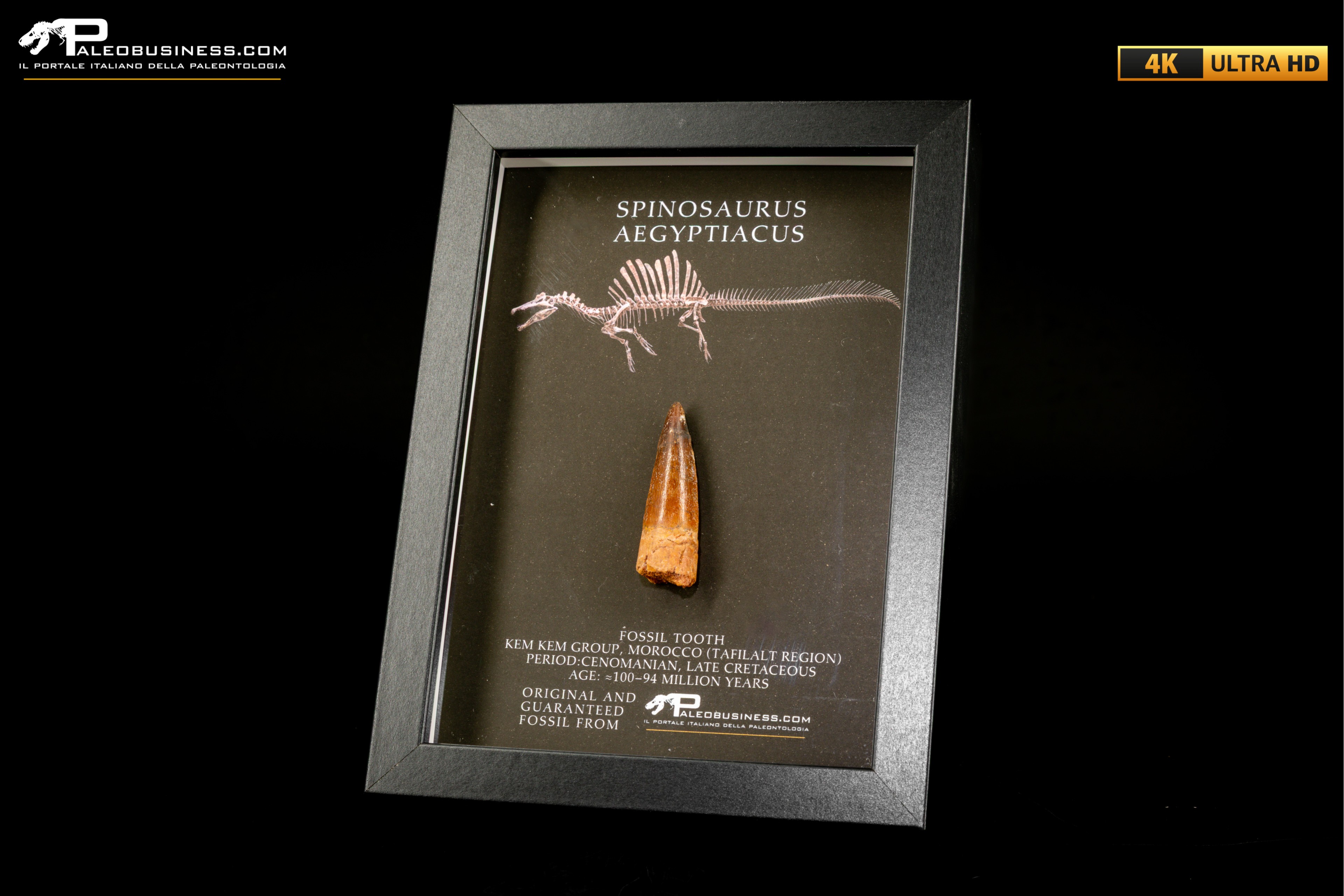 Dente fossile di Spinosaurus aegyptiacus  in cornice