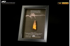 Dente fossile di Spinosaurus aegyptiacus  in cornice
