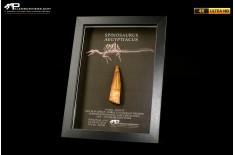Dente fossile di Spinosaurus aegyptiacus  in cornice