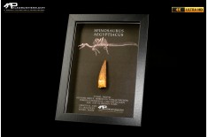 Dente fossile di Spinosaurus aegyptiacus  in cornice