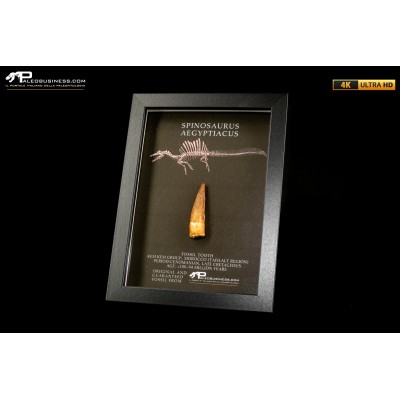 Dente fossile di Spinosaurus aegyptiacus in cornice