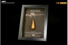 Dente fossile di Spinosaurus aegyptiacus  in cornice