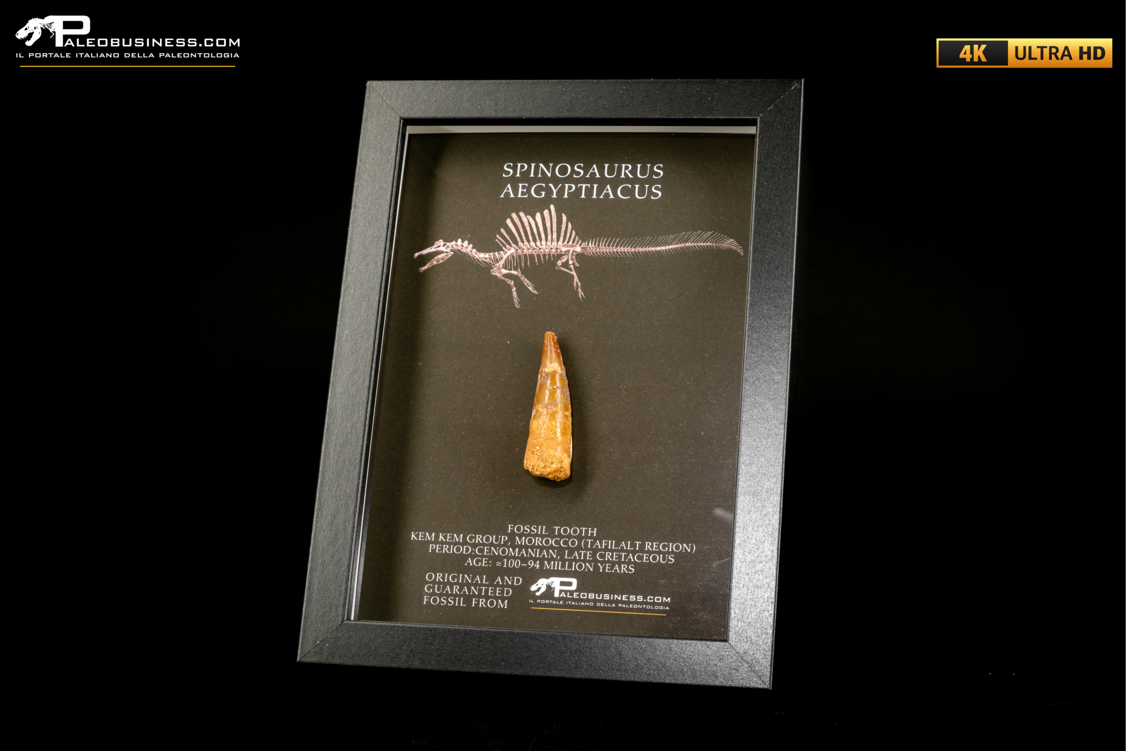 Dente fossile di Spinosaurus aegyptiacus  in cornice