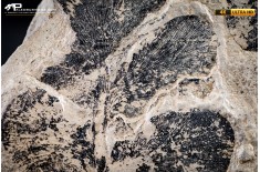 Odontopteris dufresnoyi