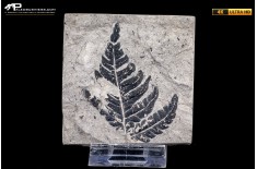 Pteridophyta indet.