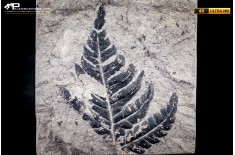 Pteridophyta indet.