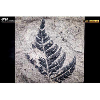 Pteridophyta indet.