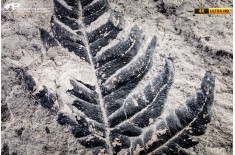 Pteridophyta indet.