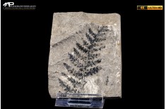 Pteridophyta indet.