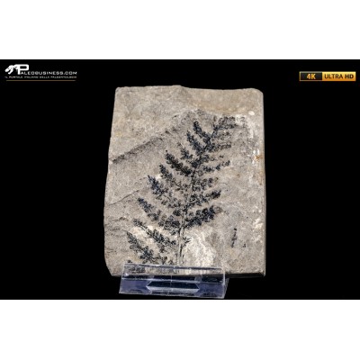 Pteridophyta indet.