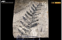 Pteridophyta indet.