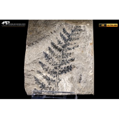 Pteridophyta indet.