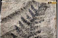 Pteridophyta indet.
