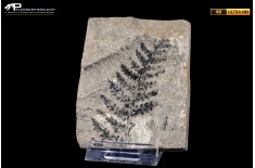 Pteridophyta indet.