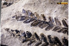 Pteridophyta indet.