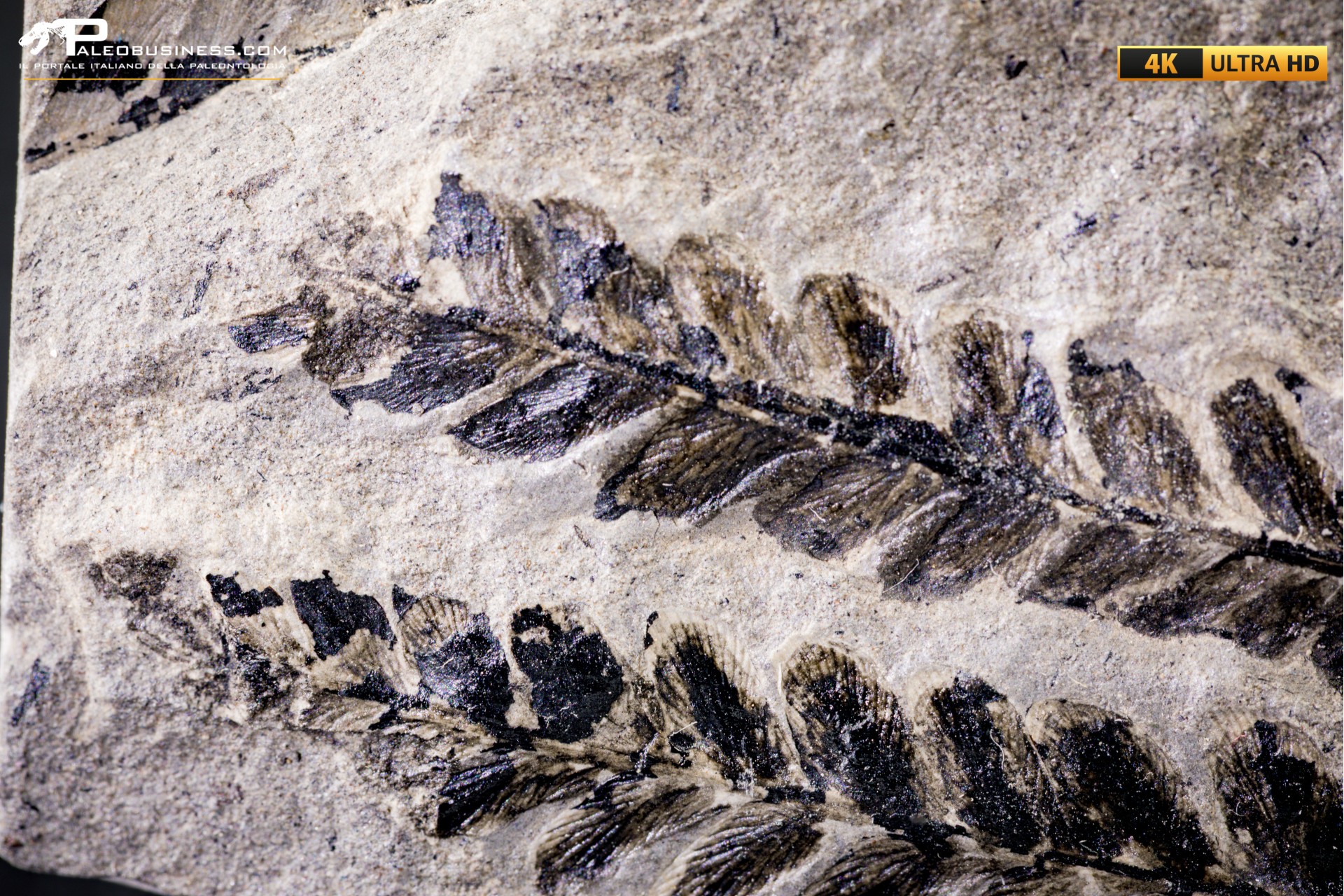 Pteridophyta indet.