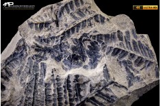 Pteridophyta indet.