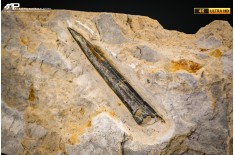 Belemnite fossile di Buttenheim