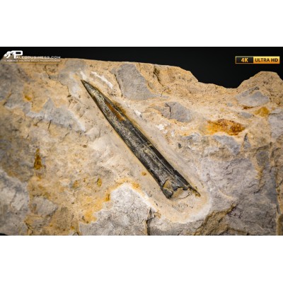 Belemnite fossile di Buttenheim