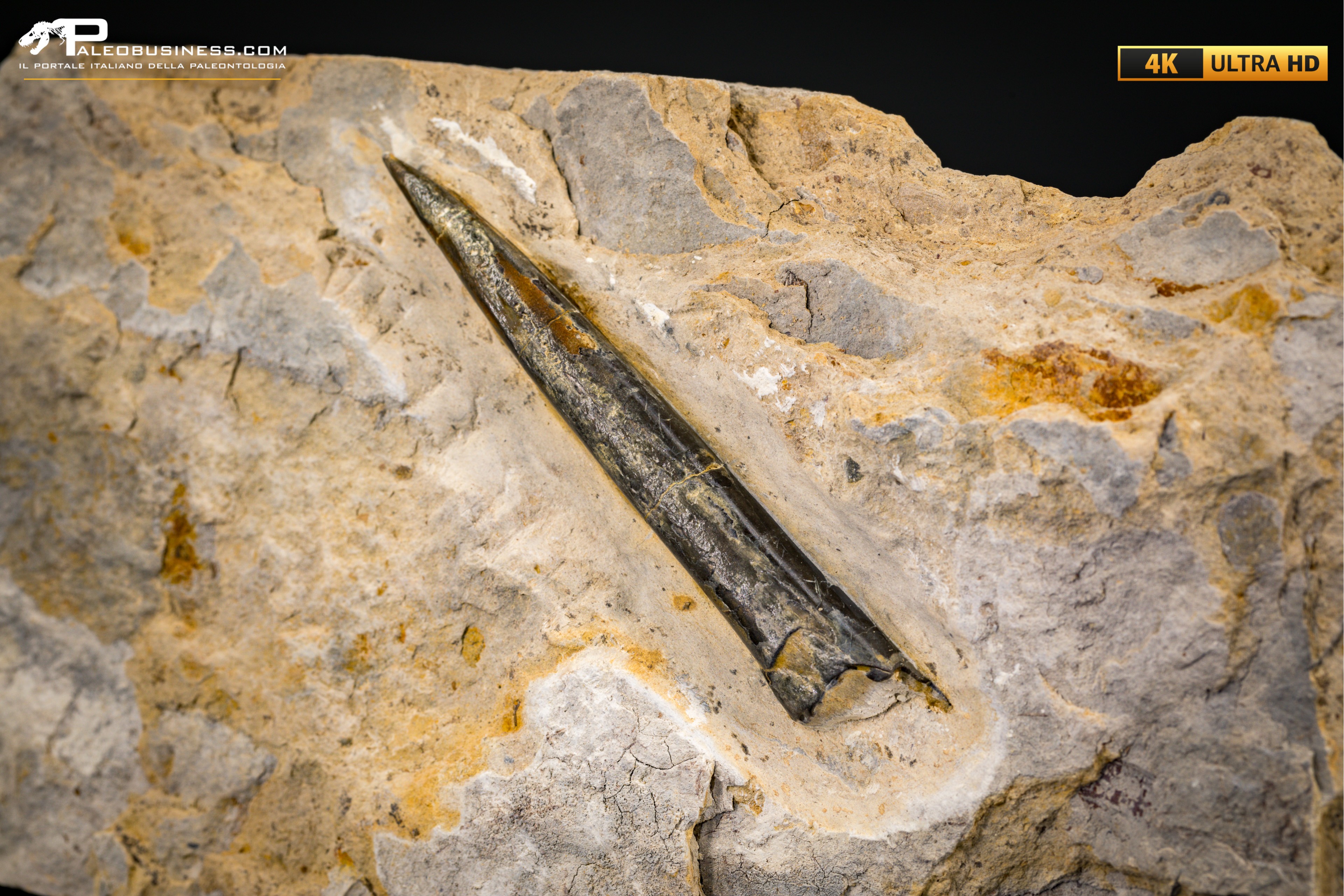 Belemnite fossile di Buttenheim